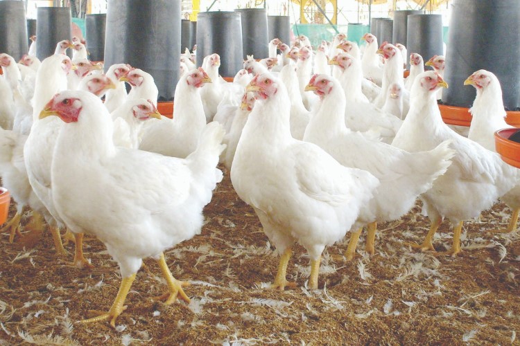 Gripe aviar, sin mucho impacto en precio del huevo 